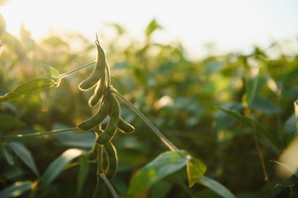 A cultura de soja representa 55% do total da área e deverá refletir um aumento, com crescimento de 6,5% na safra 23/24